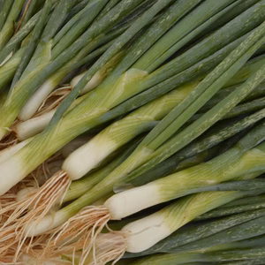 Bunching Onion