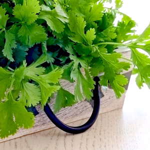 Coriander