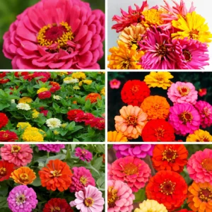 Flower Variety Pack