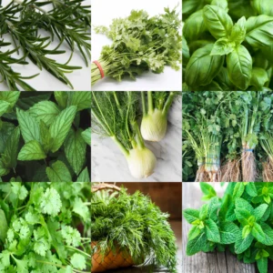 Herb Variety Pack