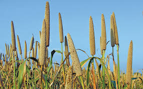 Alternative view of Pearl Millet - Babala variety - 25kgs