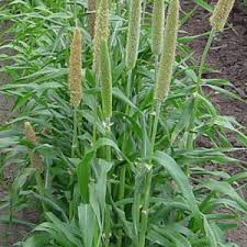 Pearl Millet - Babala variety per kg