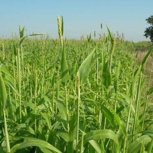 Pearl Millet - Babala variety - 25kgs