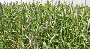 Alternative view of Pearl Millet - Babala variety per kg