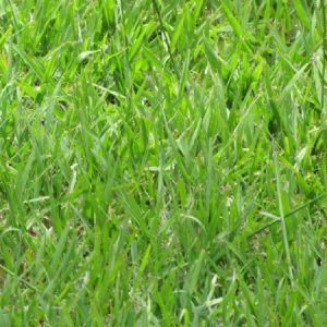 Alternative view of Paspalum notatum / Bahia Grass (Coated) - 25kgs