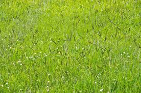 Paspalum notatum / Bahia Grass (Coated) - 25kgs