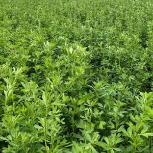 Lucern Aurora per kg