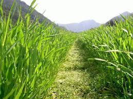 Alternative view of Gars / Barley - 25kg
