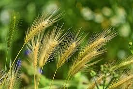 Gars / Barley - 25kg