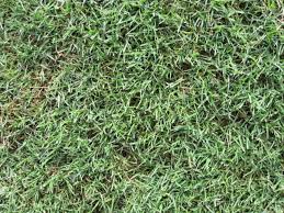 Alternative view of Kweek/Bermuda grass/Couch grass - Cynodon dactylon (Coated) - 25kg bag