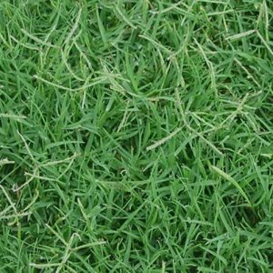 Kweek/Bermuda grass/Couch grass - Cynodon dactylon (Coated) - 25kg bag