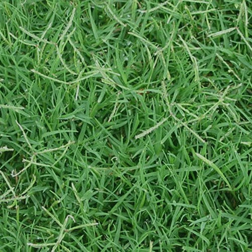 Kweek/Bermuda grass/Couch grass - Cynodon dactylon (Coated) - per kg