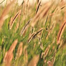 Alternative view of Bloubuffelgras / Blue Buffalo Grass - Gayndah / Molopo (Coated) - 20kgs