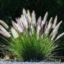 Bloubuffelgras / Blue Buffalo Grass - Gayndah / Molopo (Coated) - 20kgs