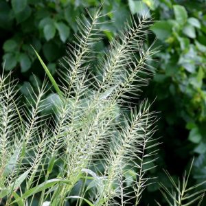 Borseltjiegras / Bottle Brush / Bristle Grass / Woolgrass (Coated) - 20kgs bag