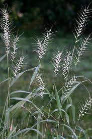 Alternative view of Borseltjiegras / Bottle Brush / Bristle Grass / Woolgrass (Coated) - 20kgs bag