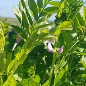 Gewone Wieke / Common Vetch - 25kgs