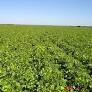 Alternative view of Peulgewasse / Legume Crops :  Akkerbone / Cowpeas: - Bruin Gemeng / Brown Mixed 25kgs