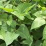Brown cowpea seeds