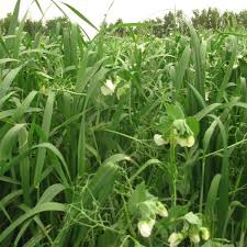 Voererte / Forage Peas - 25kgs