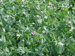Alternative view of Voererte / Forage Peas - 25kgs