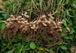 Alternative view of Grondbone / Groundnuts seed- 25kgs