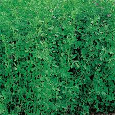 Lucern Icon 25kgs