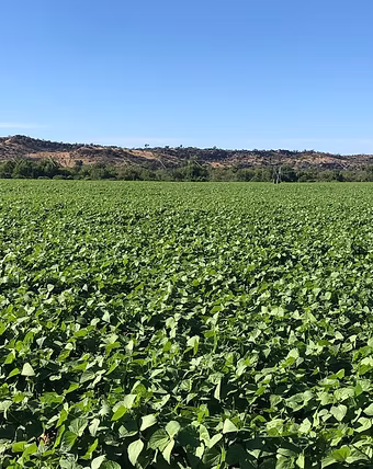 Jugo Bone / Jugo Beans - 25kgs