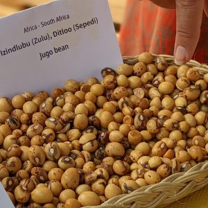 Alternative view of Jugo Bone / Jugo Beans - 25kgs