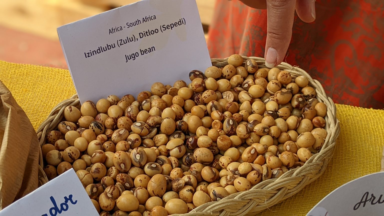 Jugo Bone / Jugo Beans - 25kgs - Image 2