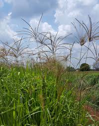 Rhodesgras / Rhodesgrass - Katambora (Coated) - 20kgs