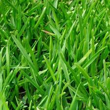 Alternative view of Kikoejoe / Kikuyu (Coated) per kg