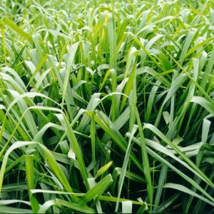Prima weidingsmengsel / Prime Pasture Mix - 10kgs