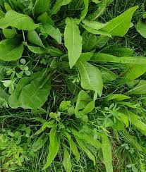 Alternative view of Macadamia Mix - 12kgs