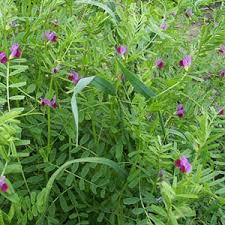 Namoi Wieke / Namoi Vetch - 25kgs