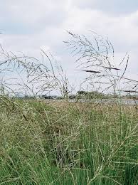 Oulandsgras/Lovegrass - Eragrostis curvula (Ermelo) - Coated | 25kgs
