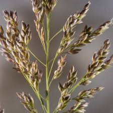 Witbuffelgras / White Buffalo / Guinea Grass - Gatton (Coated) - 20kgs