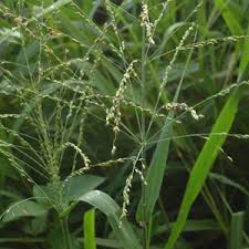 Alternative view of Witbuffelgras / White Buffalo / Guinea Grass - Gatton (Coated) - 20kgs