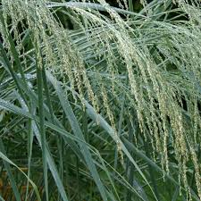Witbuffelgras / White Buffalo / Guinea Grass - Gatton (Coated) - per kg - Image 3