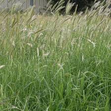 Alternative view of Rhodes/Smutsvinger Mengsel/Mixture - Summercoat (Coated) - 10kgs