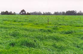 Raaigras / Rye Grass :  Meerjarig : Belida (Diploid) 25kgs | Perennial