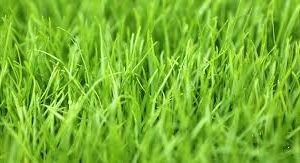 Alternative view of Raaigras / Rye Grass :  Meerjarig : Belida (Diploid) 25kgs | Perennial