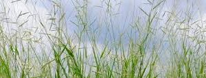 Smutsvingergras / Smutsfinger grass - Irene (Coated) - 20kgs