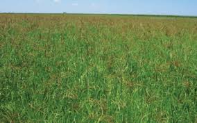 Alternative view of Smutsvingergras / Smutsfinger grass - Irene (Coated) - 20kgs