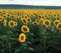 Sonneblom / Sunflower  Basters / Hybrids  Supersun66 - 15kgs