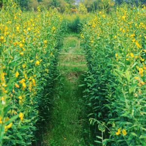 Sonhennop / Sunhemp - 25kgs