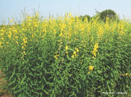 Alternative view of Sonhennop / Sunhemp - 25kgs