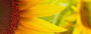 Alternative view of Sonneblom / Sunflower  Basters / Hybrids  Supersun66 - 15kgs