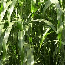 Alternative view of Voersorghum / Forage Sorghum : Supergraze 1000 - 25kgs
