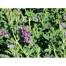 Supersonic Lucern per kg